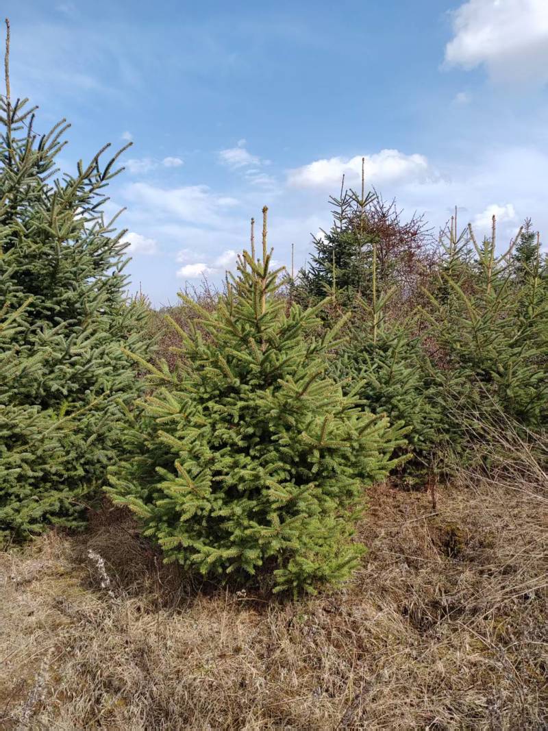 甘肃油松种植基地供应全国品种优良成活率高免费指导