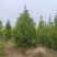 精品侧柏高品质低价位免费提供种植技术指导