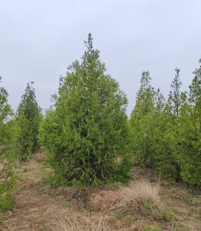 精品侧柏高品质低价位免费提供种植技术指导