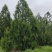 精品侧柏高品质低价位免费提供种植技术指导