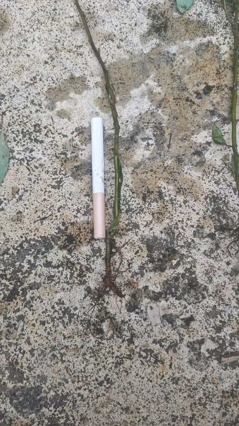 山苍子杯苗