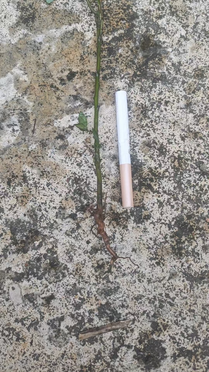 山苍子杯苗