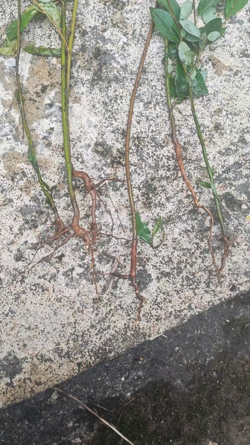 山苍子杯苗