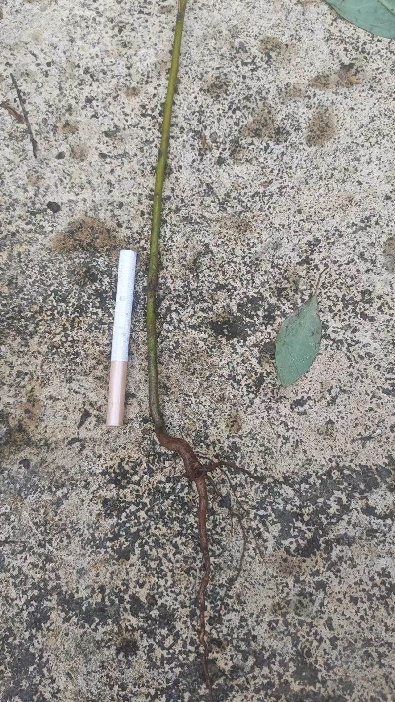 山苍子杯苗
