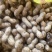 鲜花生大白沙、海花、风花、四粒红、江苏产地直发新鲜花生