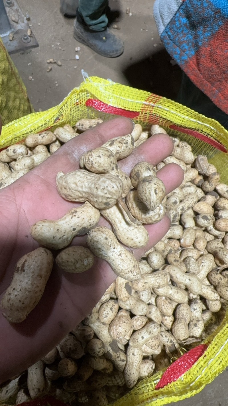 鲜花生大白沙、海花、风花、四粒红、江苏产地直发新鲜花生