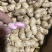 鲜花生大白沙、海花、风花、四粒红、江苏产地直发新鲜花生