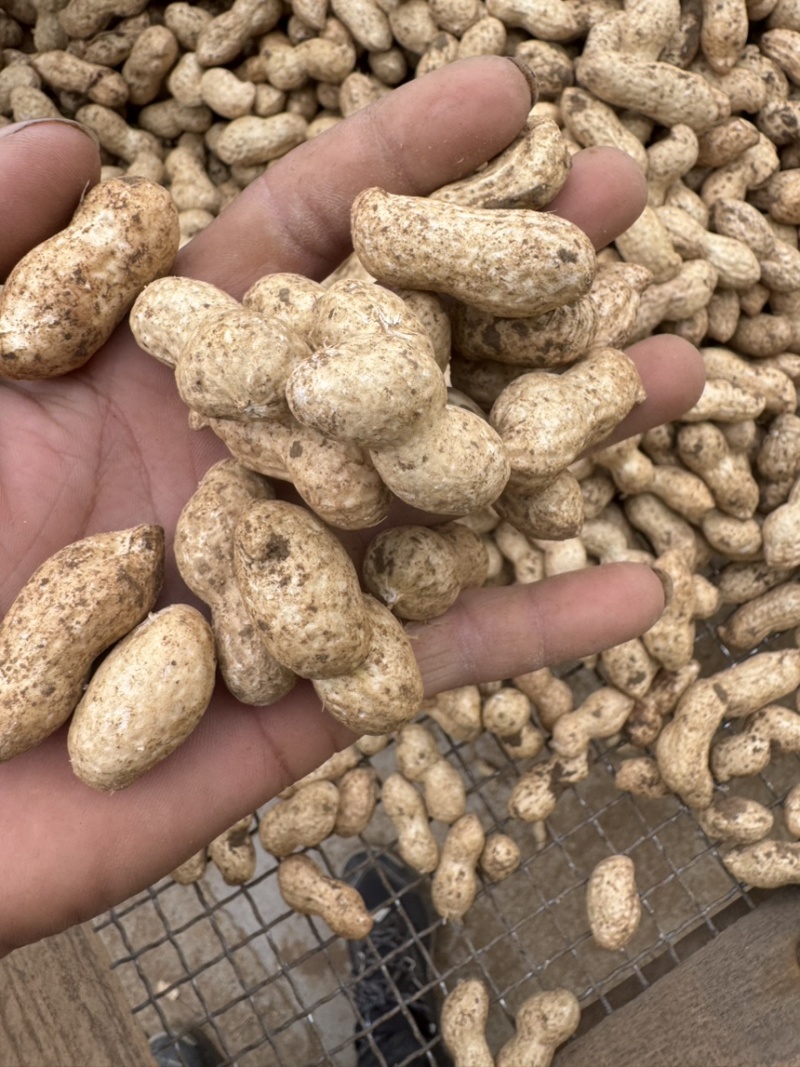 鲜花生大白沙、海花、风花、四粒红、江苏产地直发新鲜花生