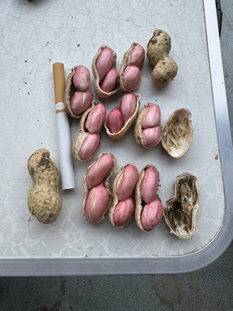 鲜花生大白沙、海花、风花、四粒红、江苏产地直发新鲜花生