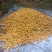 河北杏，精品杏金太阳杏大量出售市场果，电商，商超，欢迎来电