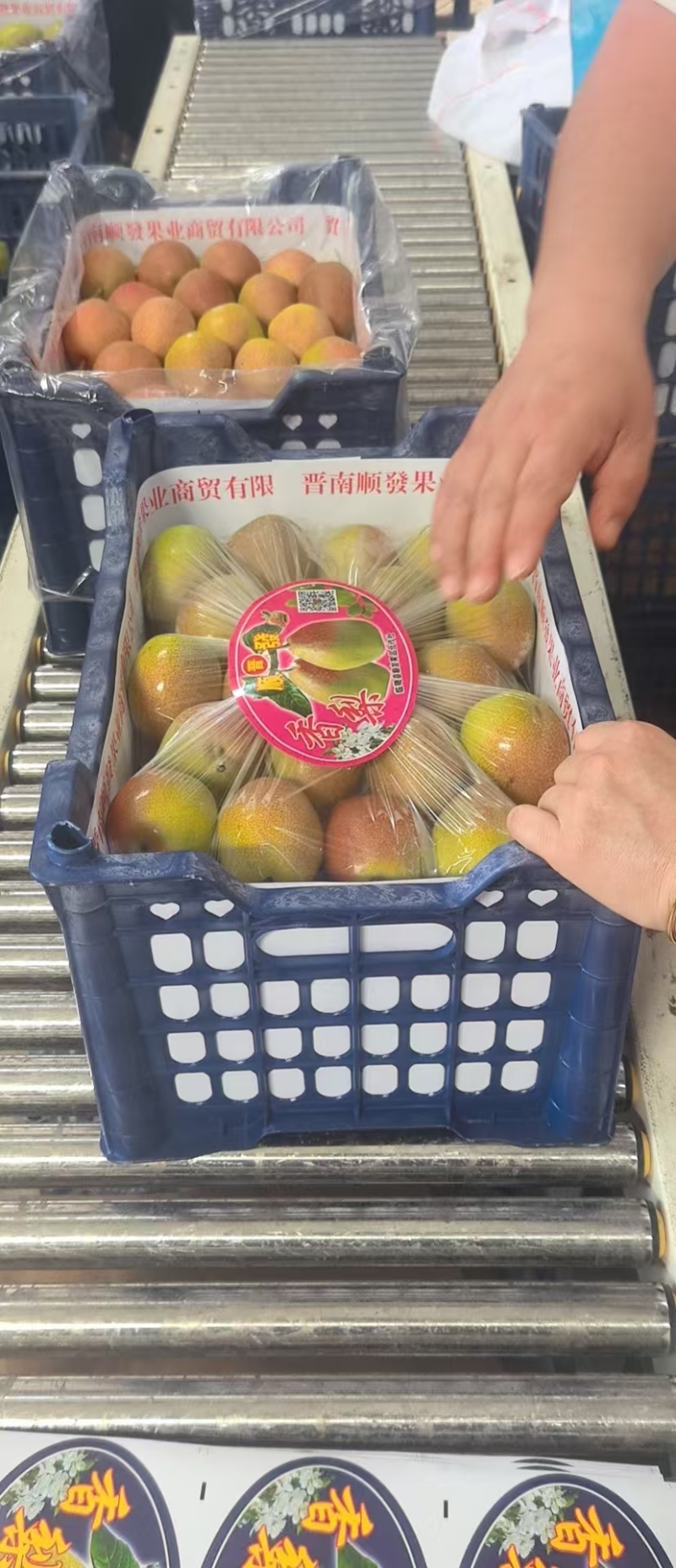 红香酥梨大量供应，全国发货，可对接电商商超市场等