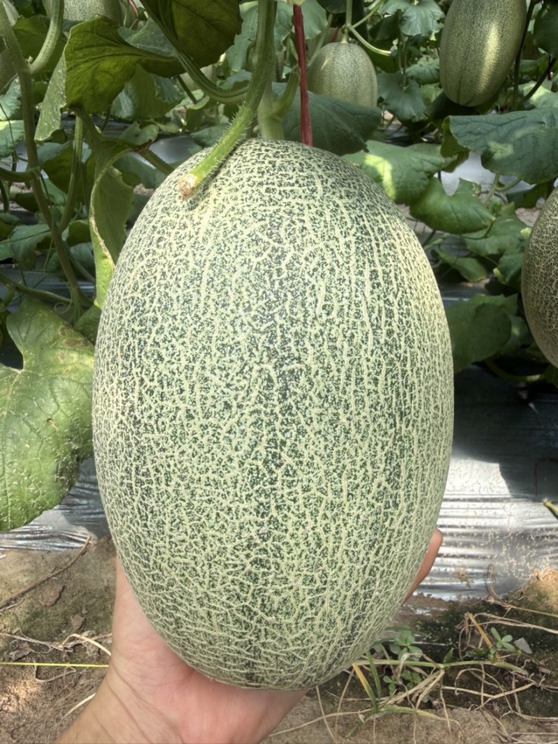 小蜜25号