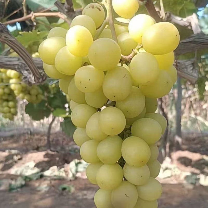 【维多利亚葡萄】河北葡萄青提河北维多利葡萄产地直发