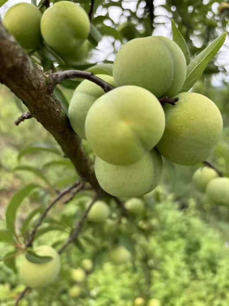 贵州省青脆，李蜂糖