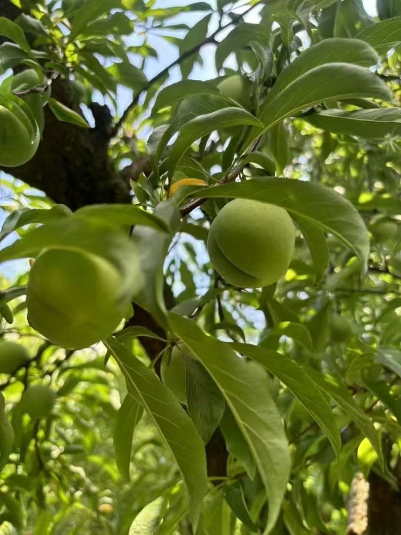 贵州省青脆，李蜂糖