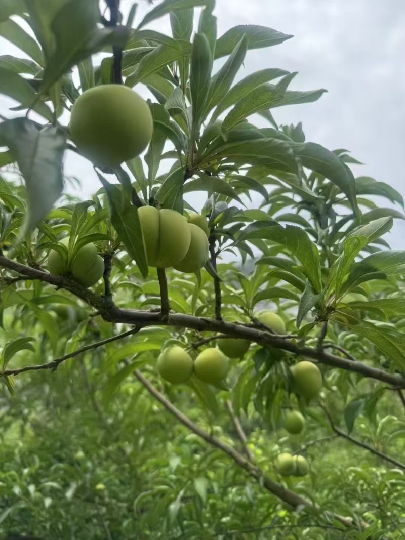 贵州省青脆，李蜂糖