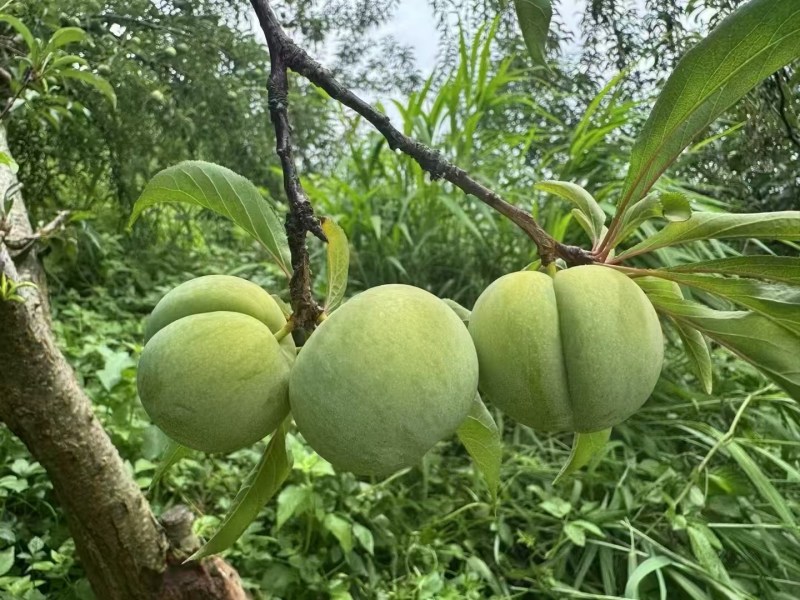 贵州省青脆，李蜂糖