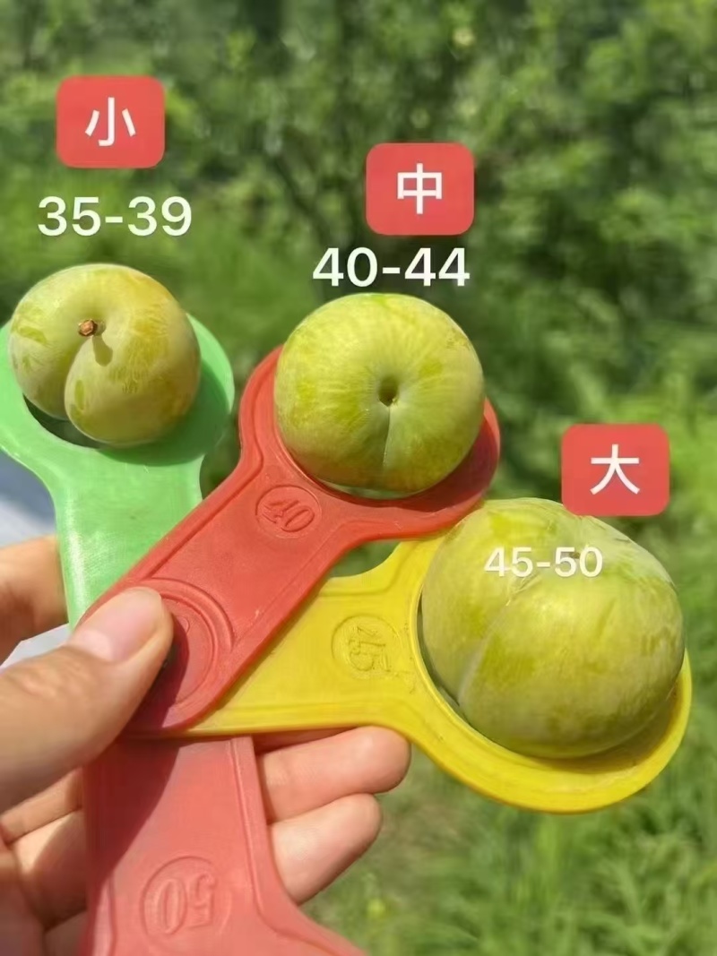 贵州省青脆，李蜂糖