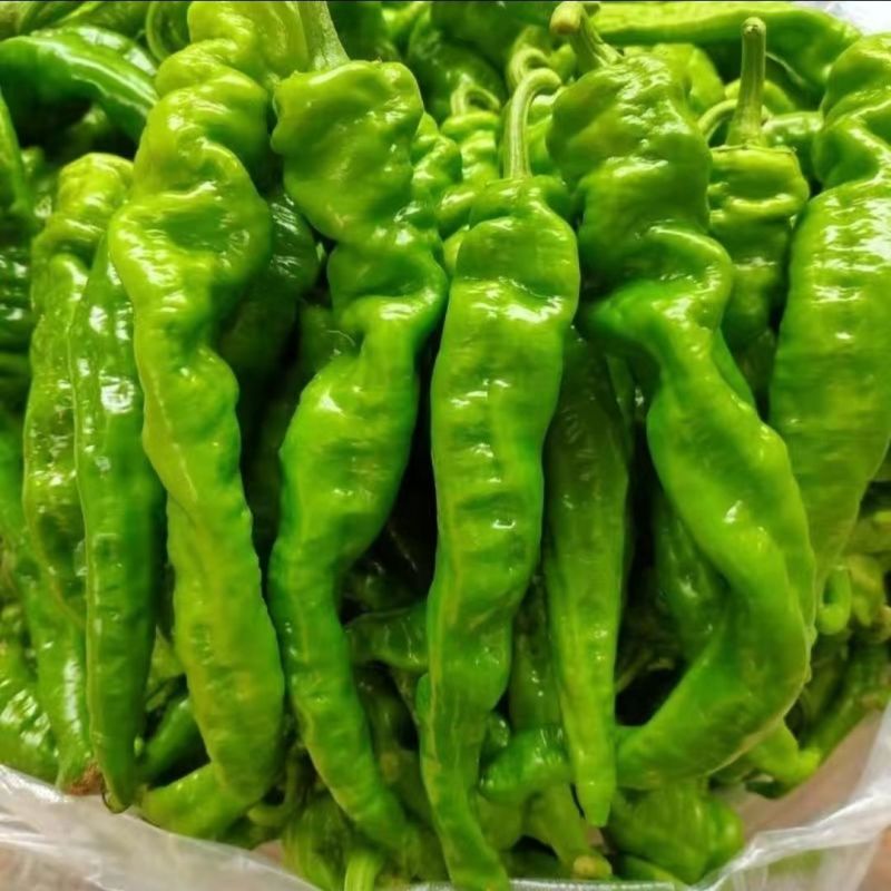 螺丝椒/皱皮椒/薄皮椒大量有货基地供货品质保证可视频看货