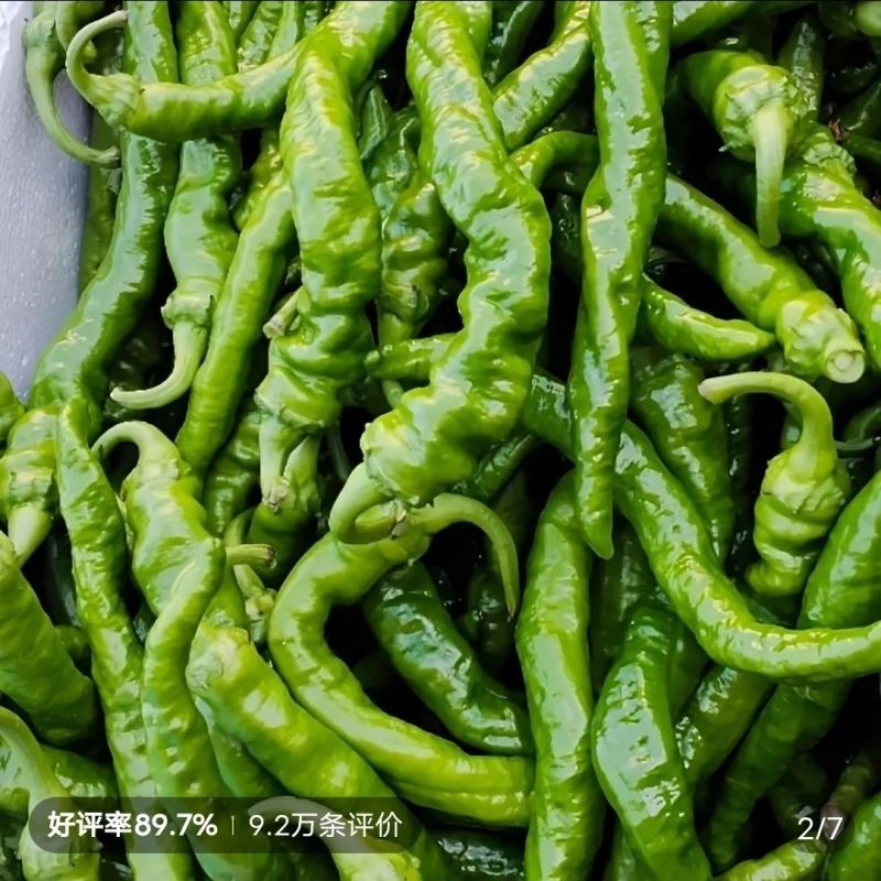 螺丝椒/皱皮椒/薄皮椒大量有货基地供货品质保证可视频看货
