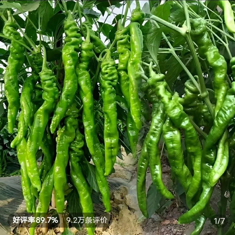 螺丝椒/皱皮椒/薄皮椒大量有货基地供货品质保证可视频看货