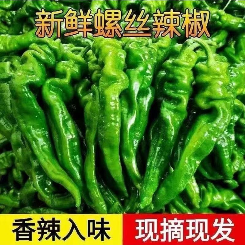 螺丝椒/皱皮椒/薄皮椒大量有货基地供货品质保证可视频看货