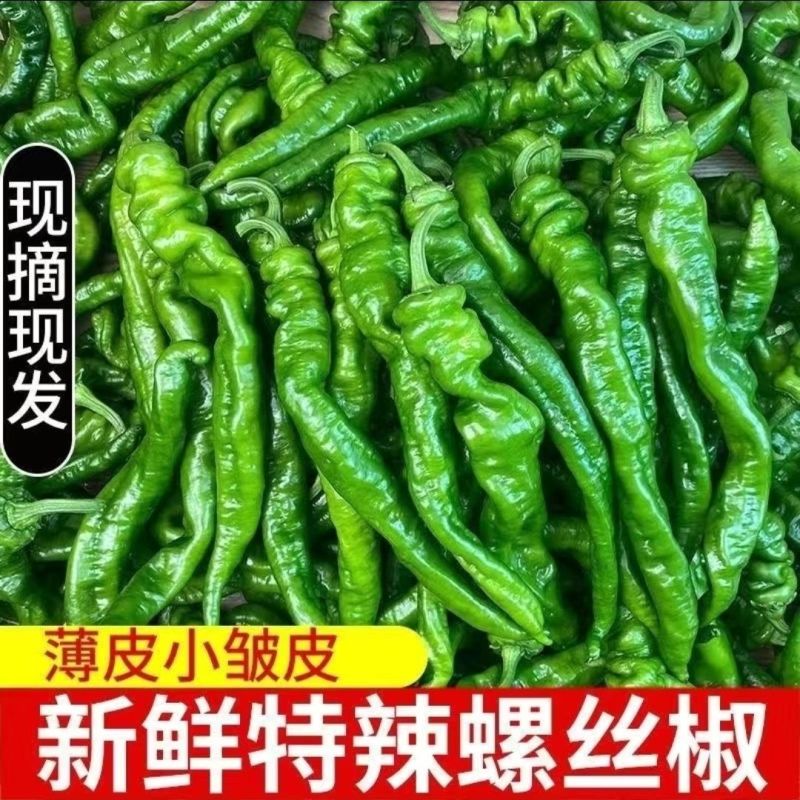 螺丝椒/皱皮椒/薄皮椒大量有货基地供货品质保证可视频看货