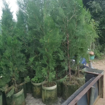 侧柏靓货1-1.5米均有货