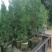 侧柏靓货1-1.5米均有货