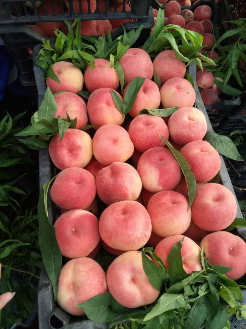 安徽大红桃早熟毛桃早雪毛桃商超电商代发全国