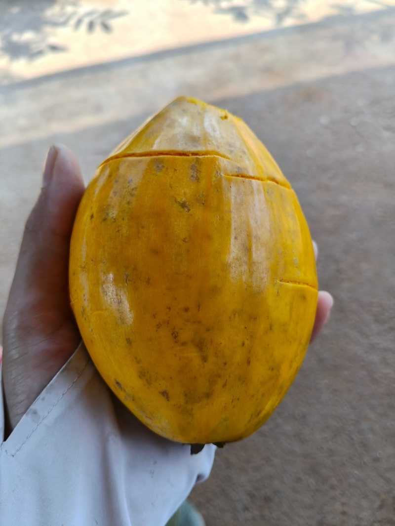 好吃有营养的鸡蛋果树苗