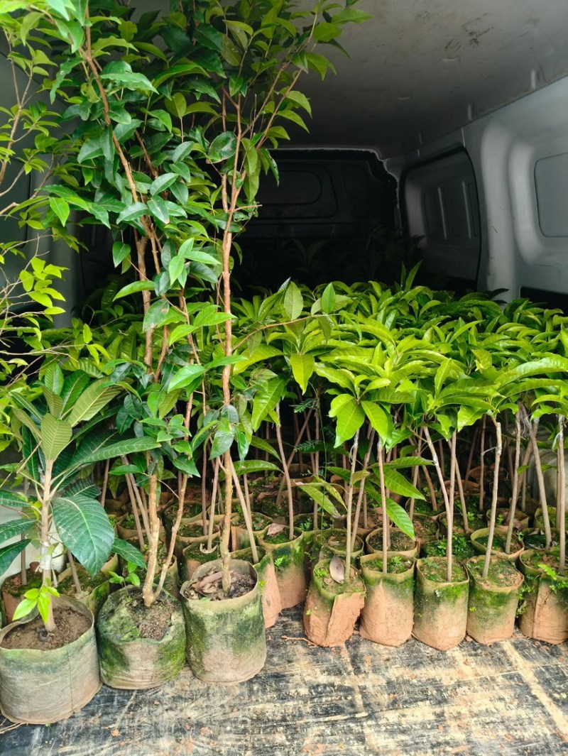 好吃有营养的鸡蛋果树苗