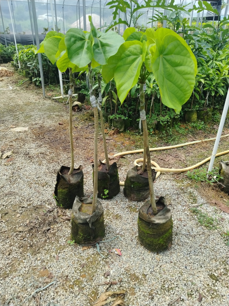 椰柿苗又叫椰蜜苗，营养杯苗带土带叶发货的