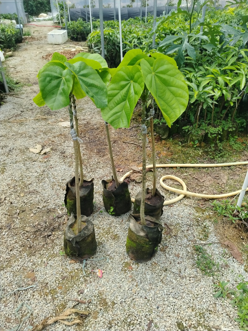椰柿苗又叫椰蜜苗，营养杯苗带土带叶发货的