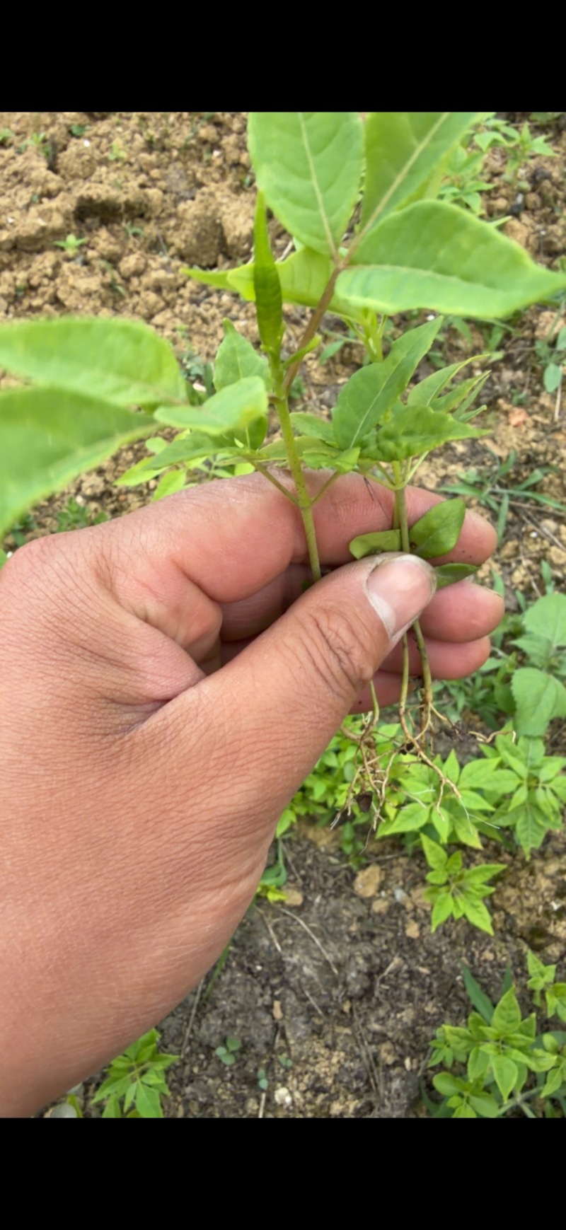 黄柏芽苗川黄柏品种保证