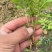 黄柏芽苗川黄柏品种保证