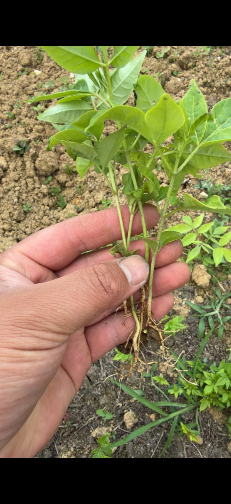 黄柏芽苗川黄柏品种保证