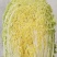 【黄心白菜】宁夏白菜/银川黄心白菜/产地直发精选高品质