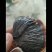 山东灵芝金边灵芝金边小灵芝大量供应欢迎来电咨
