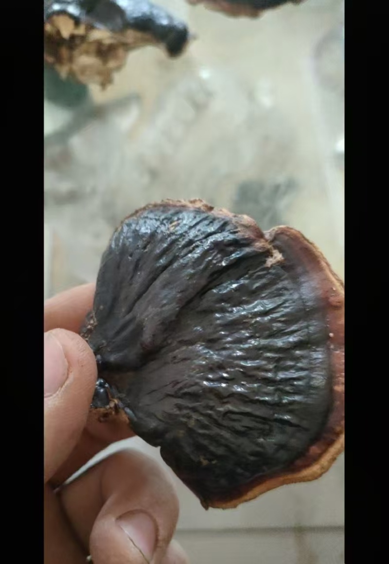 山东灵芝金边灵芝金边小灵芝大量供应欢迎来电咨