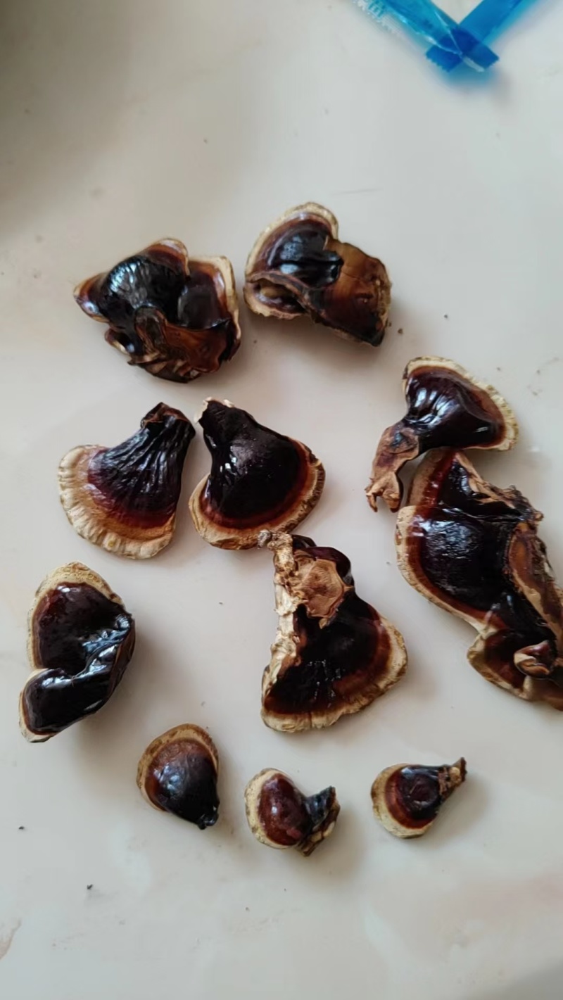山东灵芝金边灵芝金边小灵芝大量供应欢迎来电咨