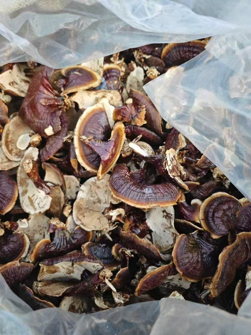 山东灵芝金边灵芝金边小灵芝大量供应欢迎来电咨