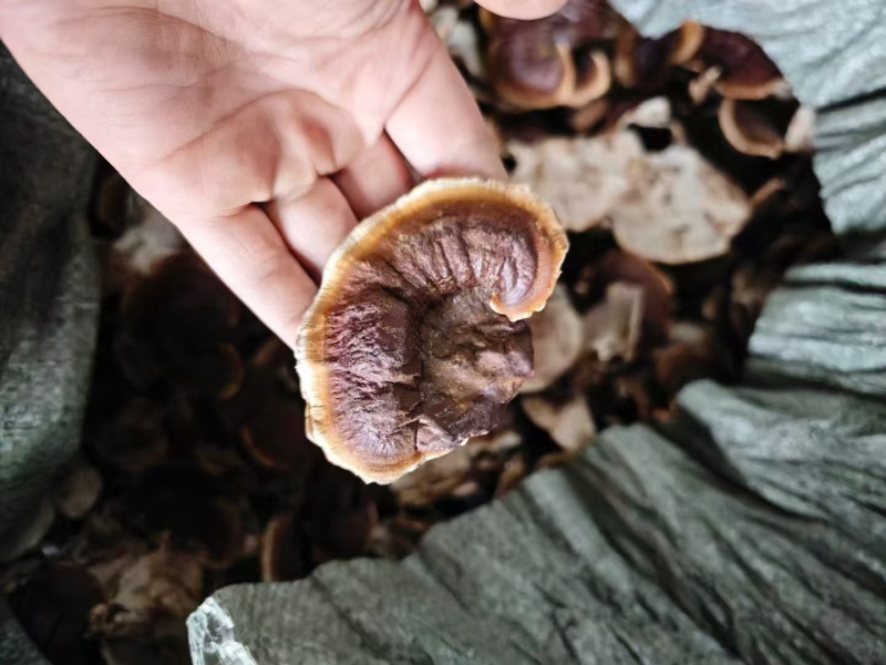 山东灵芝金边灵芝金边小灵芝大量供应欢迎来电咨