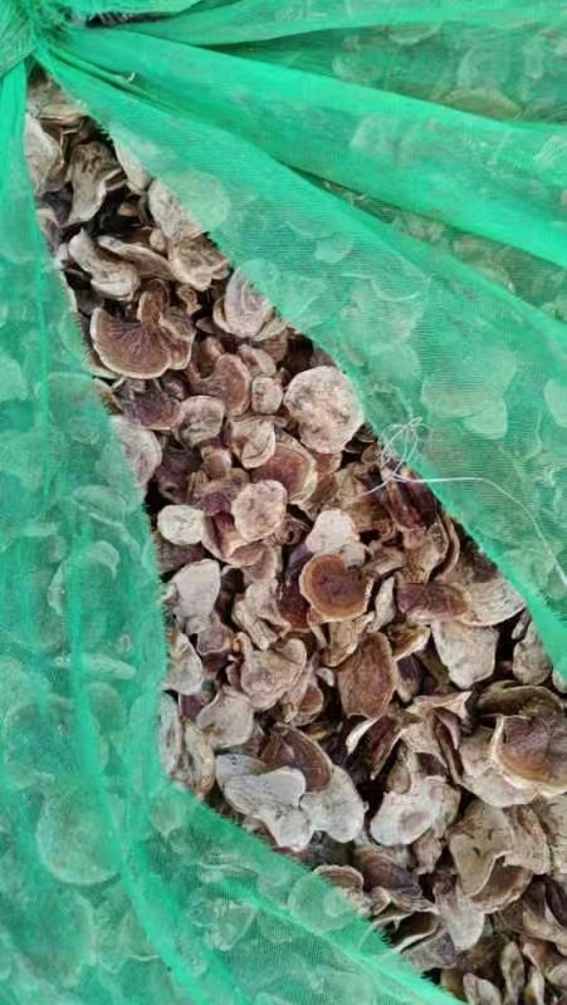 山东灵芝金边灵芝金边小灵芝大量供应欢迎来电咨