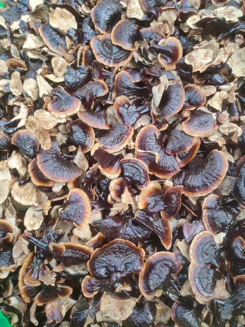 山东灵芝金边灵芝金边小灵芝大量供应欢迎来电咨