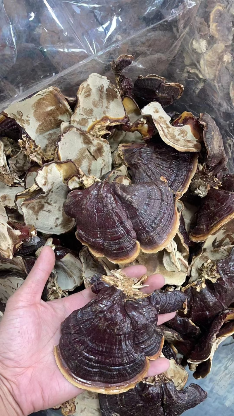 山东灵芝金边灵芝金边小灵芝大量供应欢迎来电咨