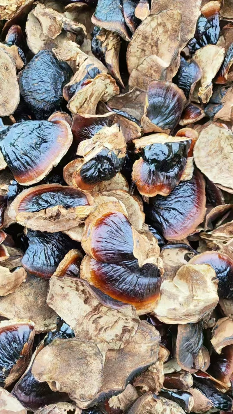 山东灵芝金边灵芝金边小灵芝大量供应欢迎来电咨