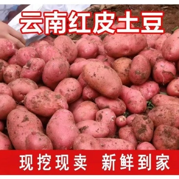 （红皮土豆）云南红皮土豆品质保证产地直销欢迎选购