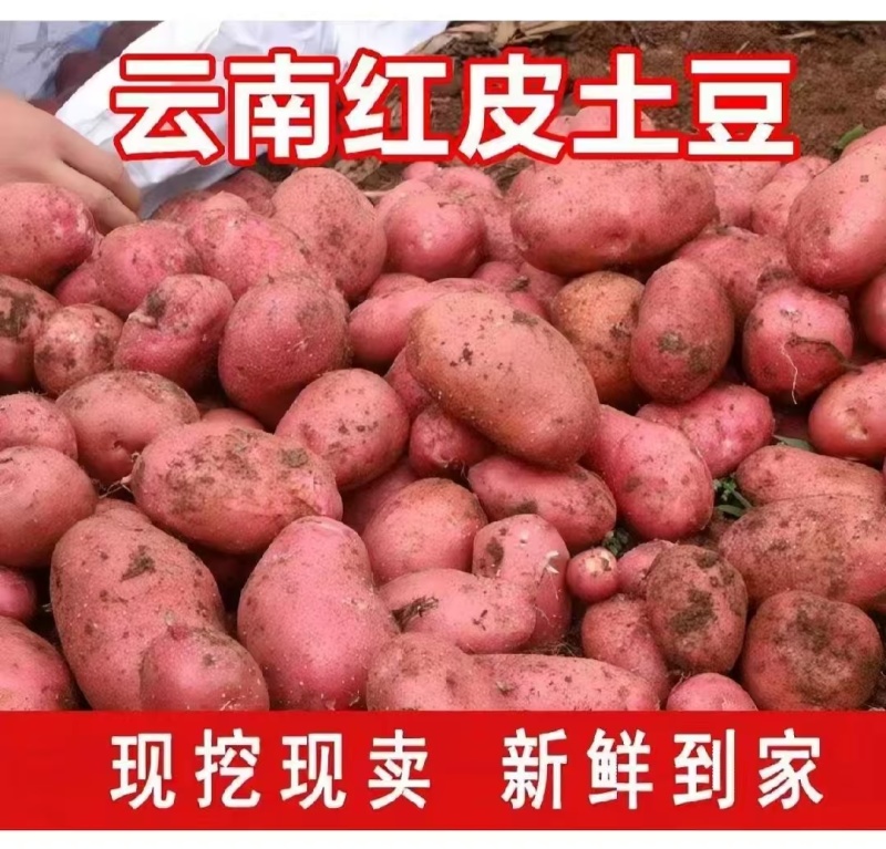 （红皮土豆）云南红皮土豆品质保证产地直销欢迎选购