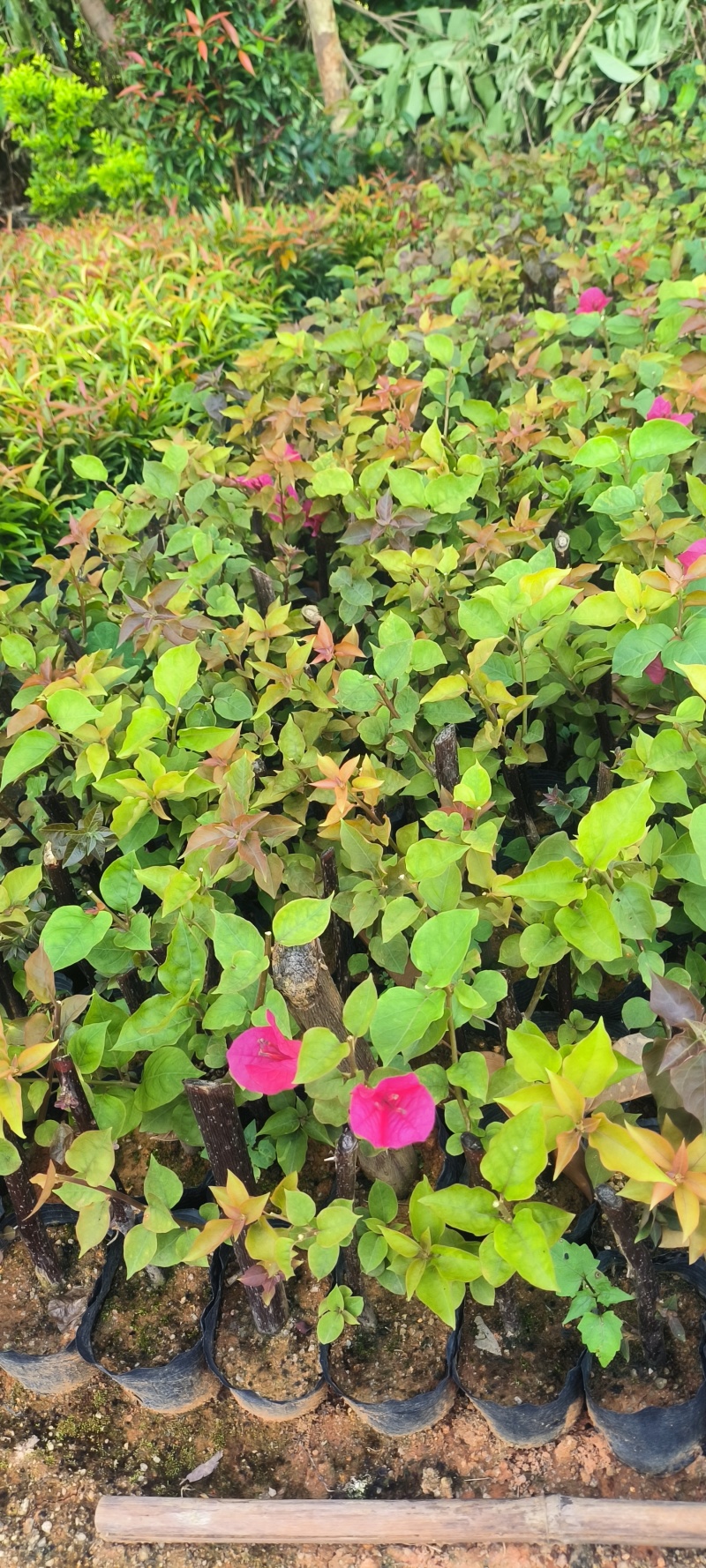 红花三角梅桩苗